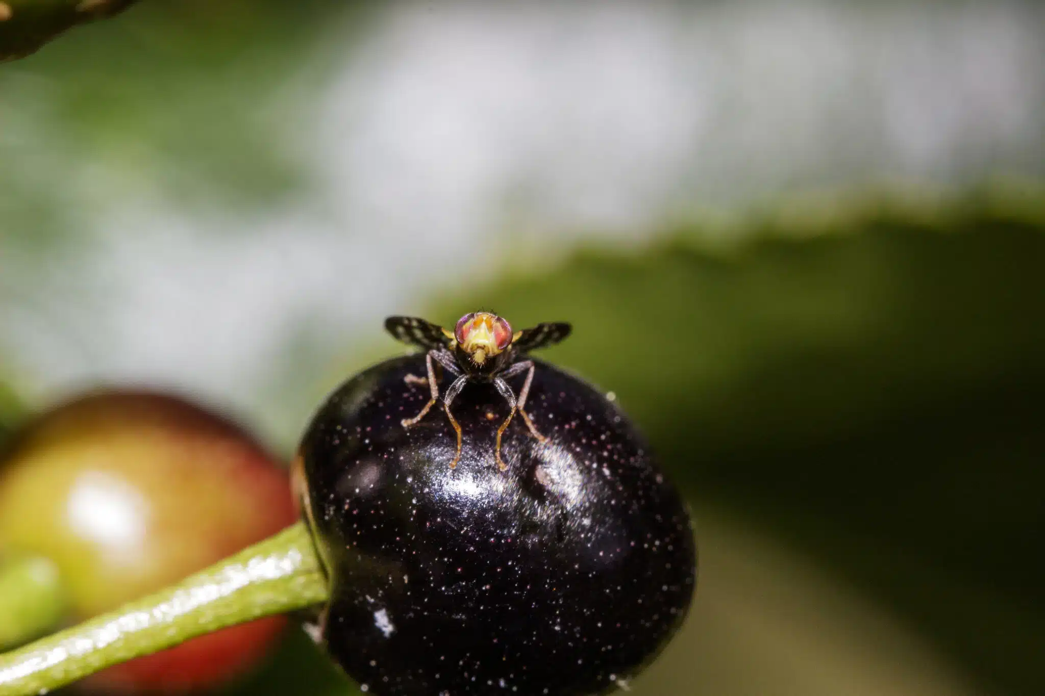 mouche de la cerise (Rhagoletis cerasi) cerises infest&eacute;es