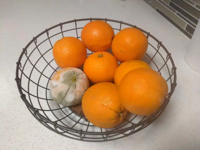 orange oranges pourries fruits pourris moisis