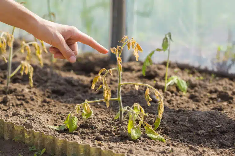 plant de tomate non prot&eacute;g&eacute;e endommag&eacute;e apr&egrave;s le matin froid semis gel&eacute;e tardive gel tardif