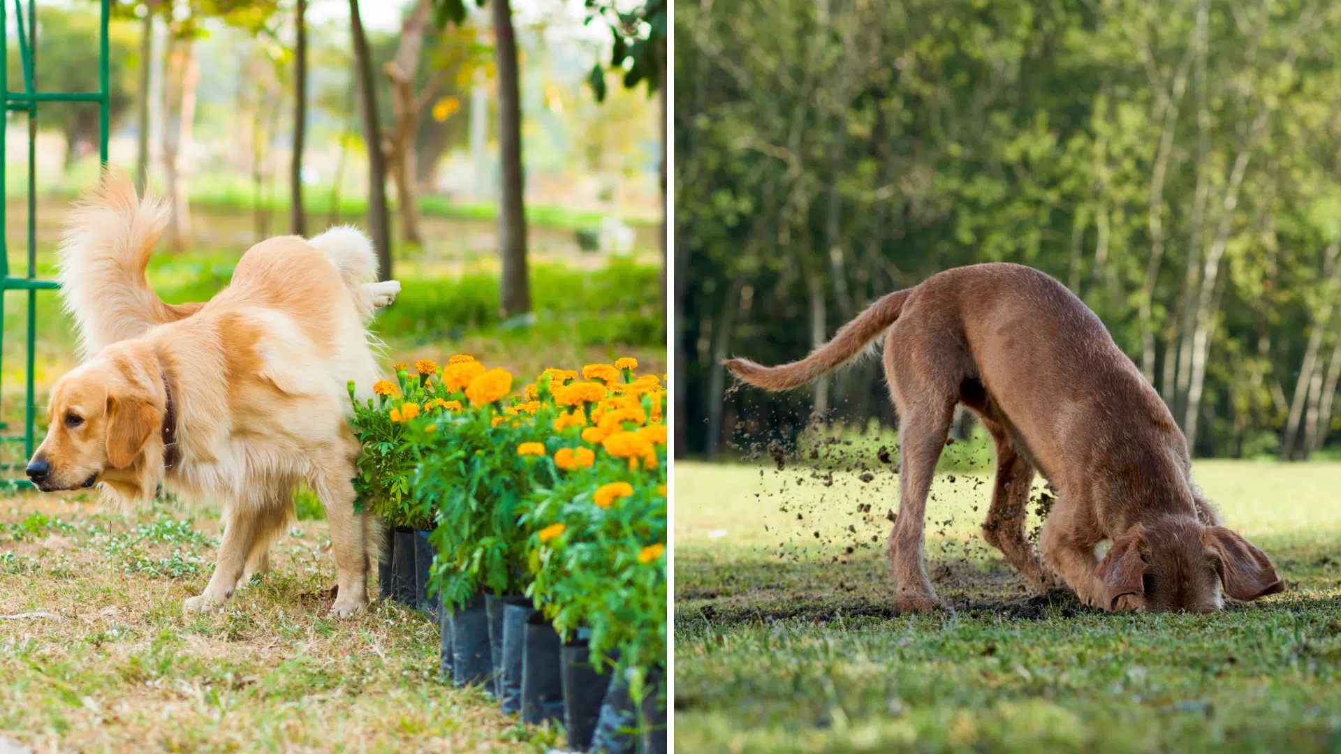 plante r&eacute;pulsive chien chat jardin