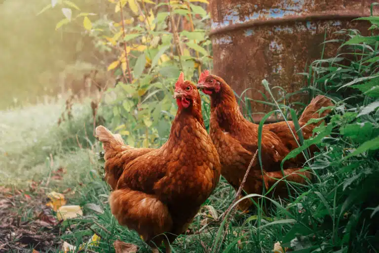 poules jardin ferme