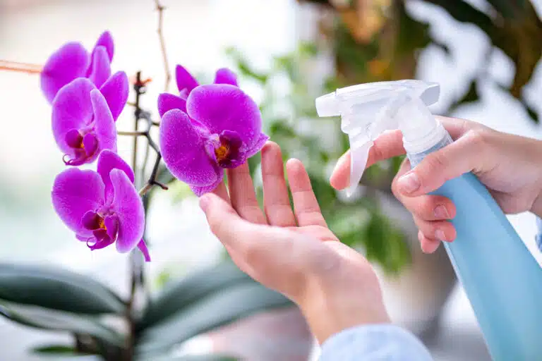 pulv&eacute;riser de l'eau sur une orchid&eacute;e fleurs orchid&eacute;es