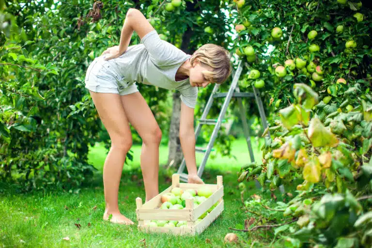 récolter les pommes dans le jardin ou verger mal au dos douleurs dorsales lombaires jardiner sans souffrir