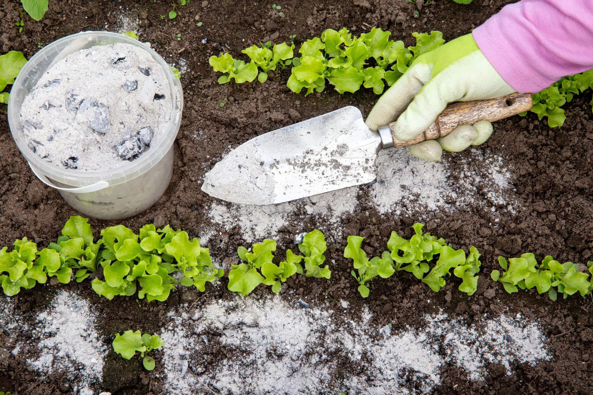 saupoudrer de la cendre au jardin potager plants de laitue