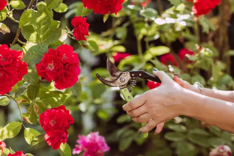 s&eacute;cateur de jardin coupe les bourgeons secs roses rosier