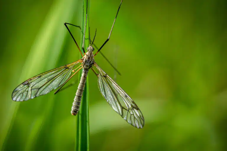 tipule insectes nuisibles du jardin cousin