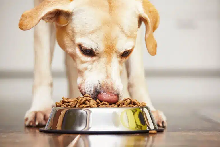 Alimentation du chien agressif gamelle croquettes