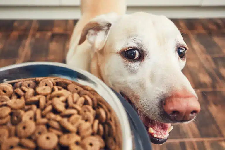 Alimentation du chien gamelle croquettes