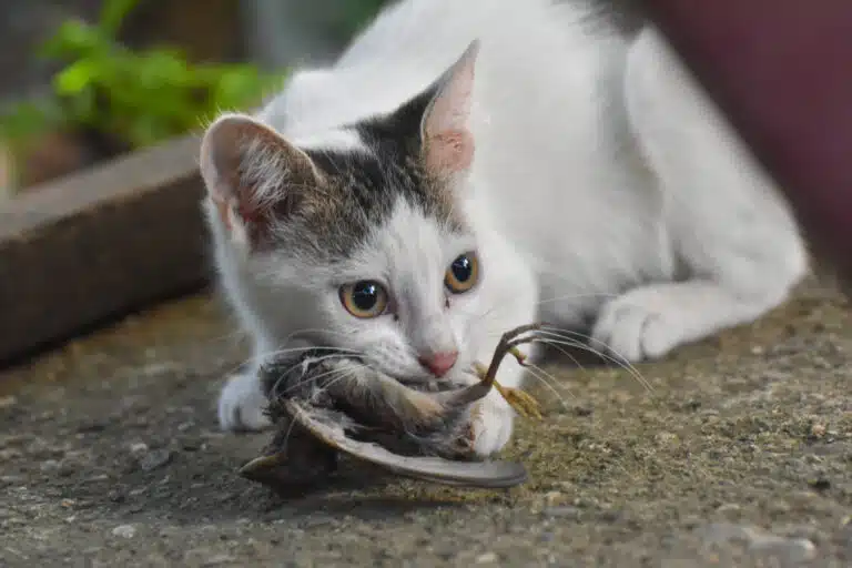 Chat avec un oiseau dans la gueule instinct de chasseur