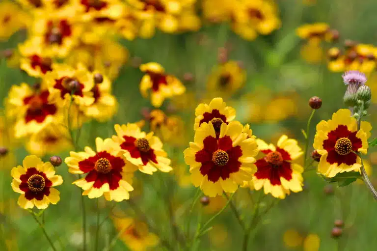 Coreopsis tinctoria Cor&eacute;opsis des teinturiers, &oelig;il de jeune fille, Cor&eacute;opsis &eacute;l&eacute;gant fleurs