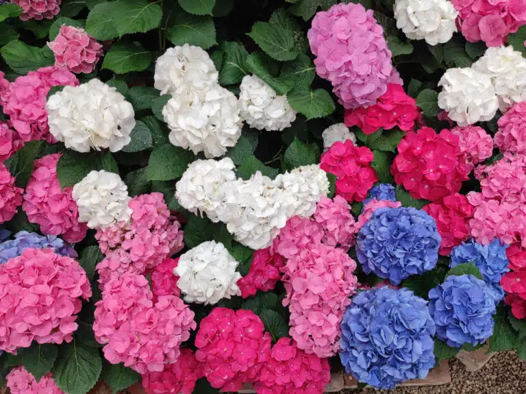 Fleurs d&rsquo;hortensia macrophylla &agrave; fleurs fleuries color&eacute;es