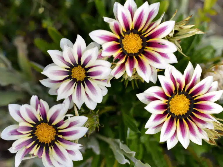 Gazanias rouges et blanches