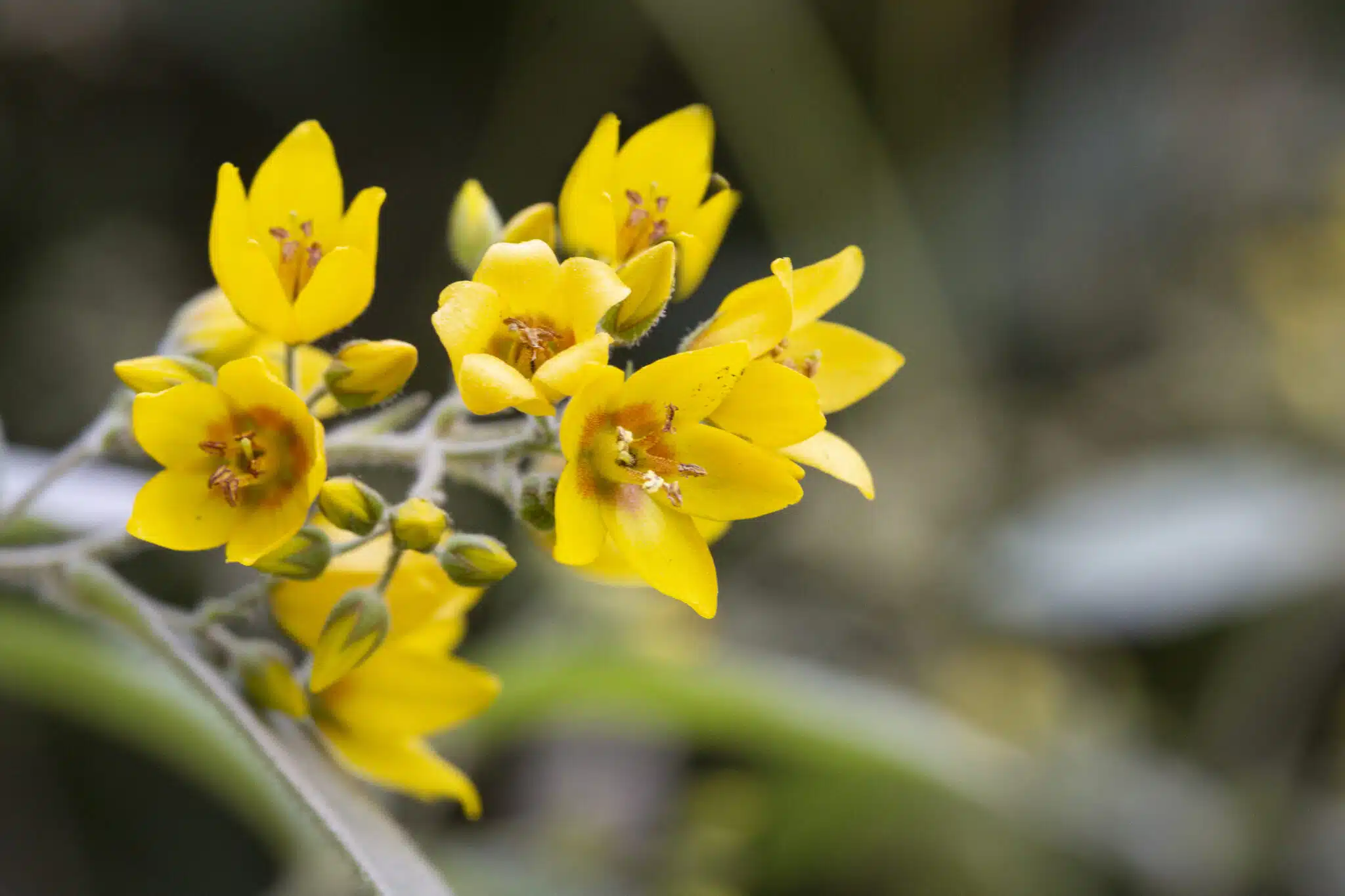 Lysimachia nummularia Aurea fleur potager