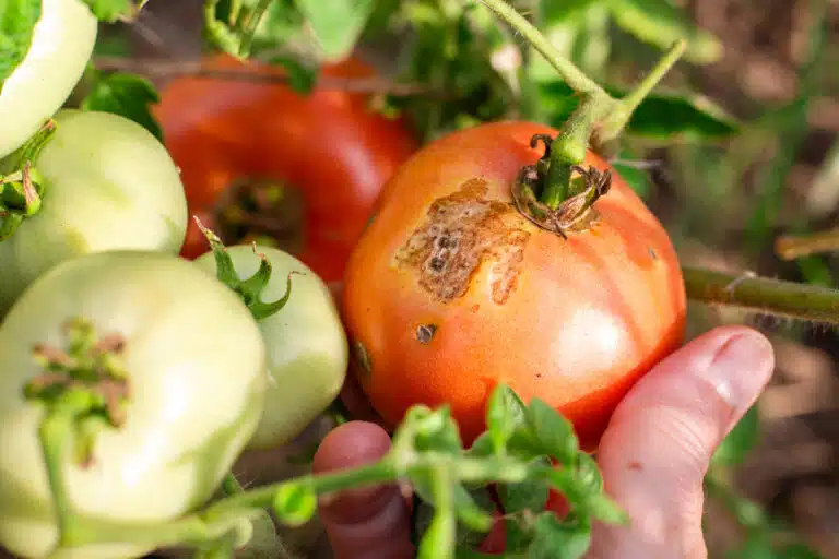 maladies tomates mildiou
