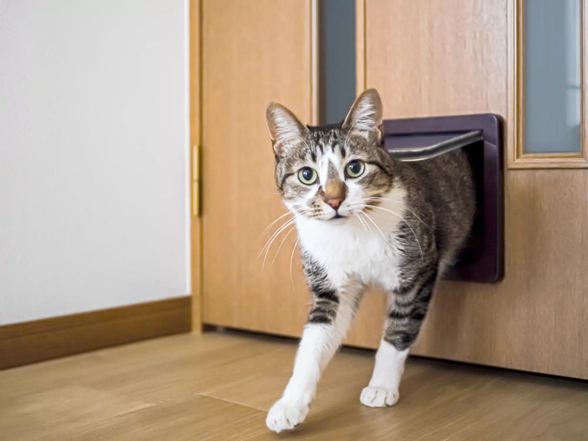 Passage du chat dans la chati&egrave;re sortir rentrer le matin ou le soir