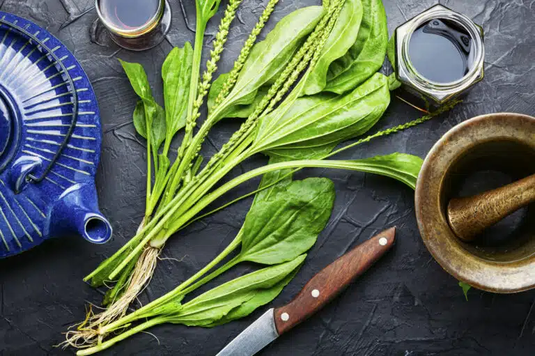 Plantain en phytoth&eacute;rapie