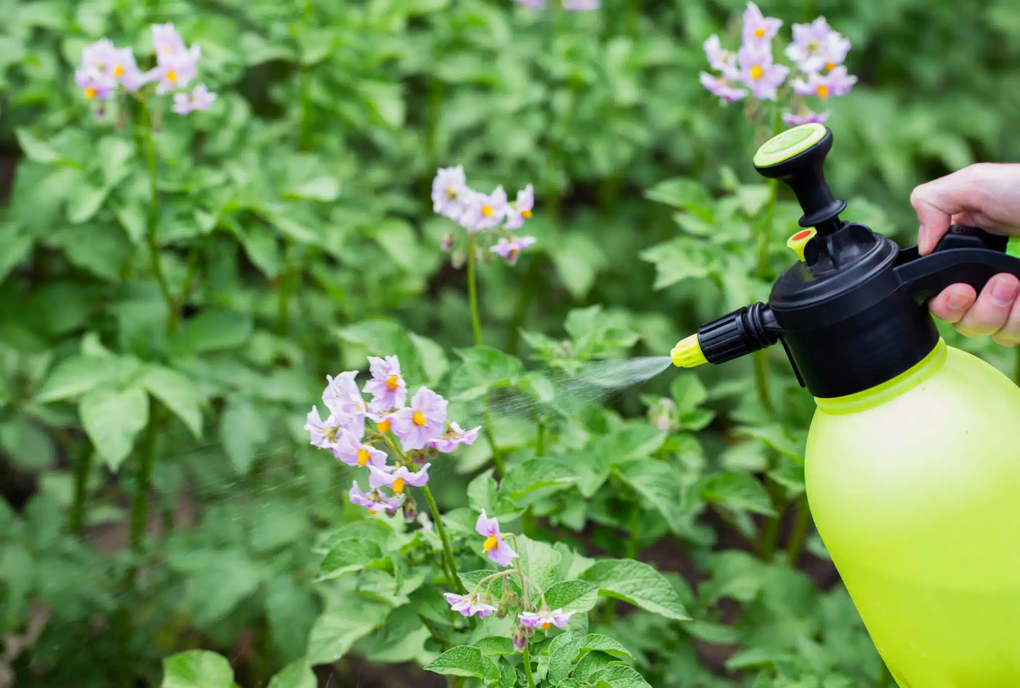Pulv&eacute;risation des pommes de terre pendant la p&eacute;riode de floraison avec une solution contre le mildiou purin