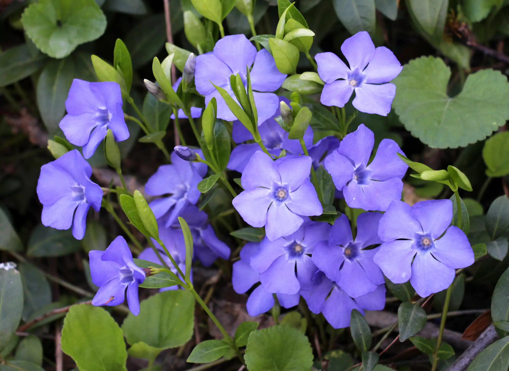 Vinca minor pervenche couvre-sol