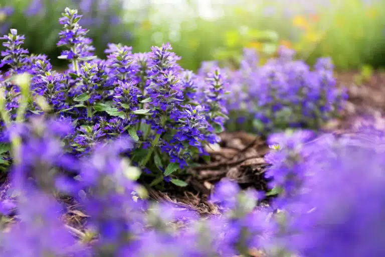 ajuga reptans bugle rampante couvre-sol