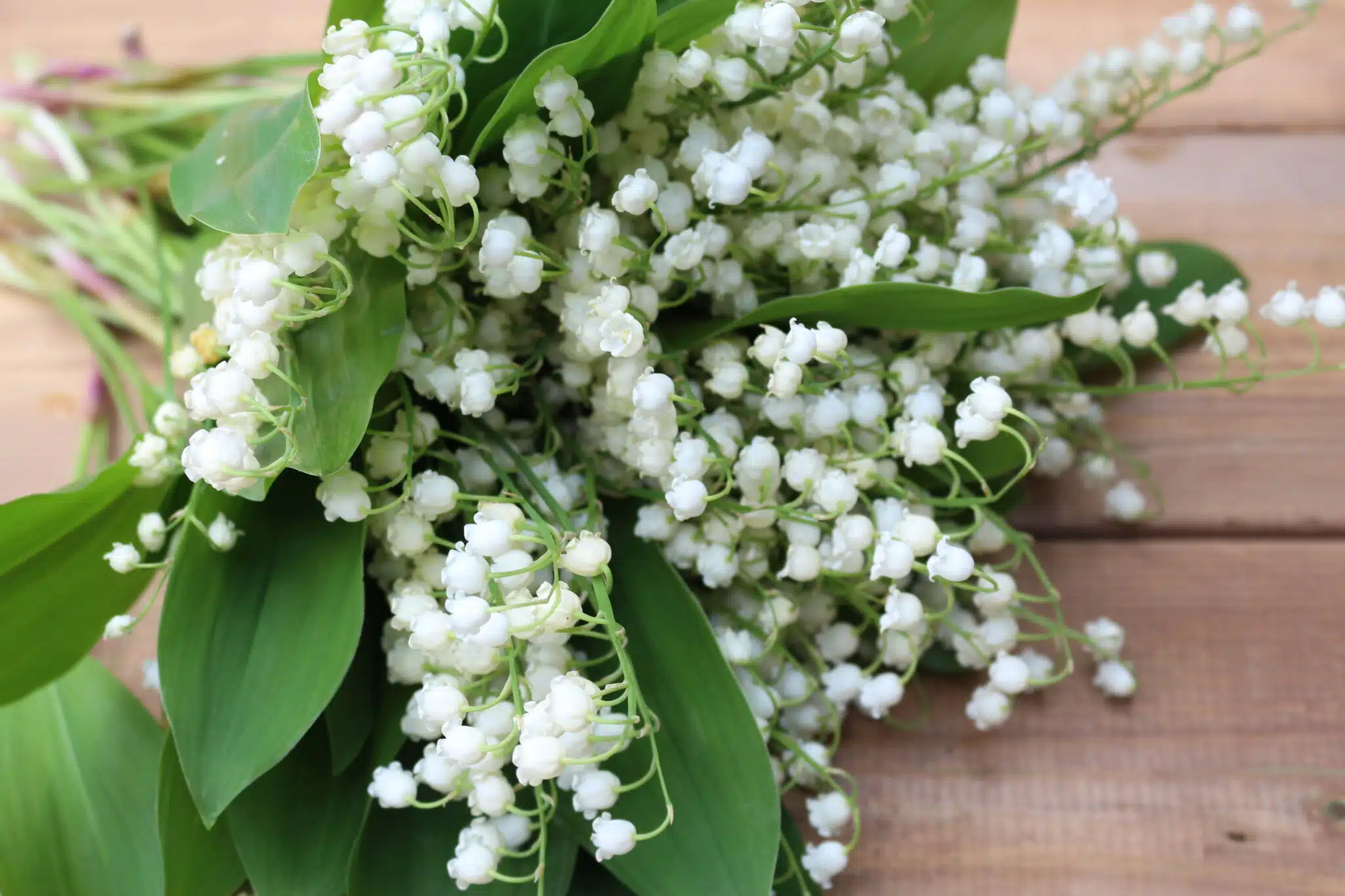 bouquet brins de muguet fleurs