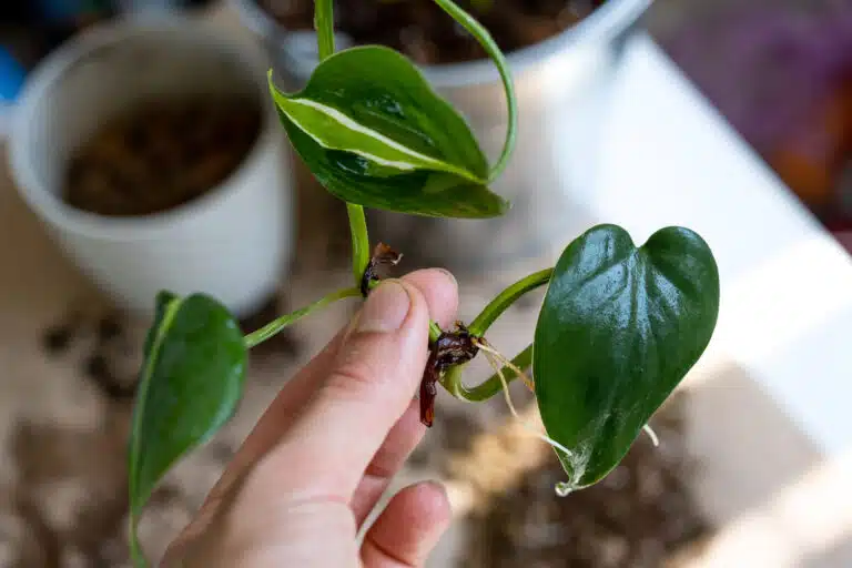 bouture bouturage multiplication plante