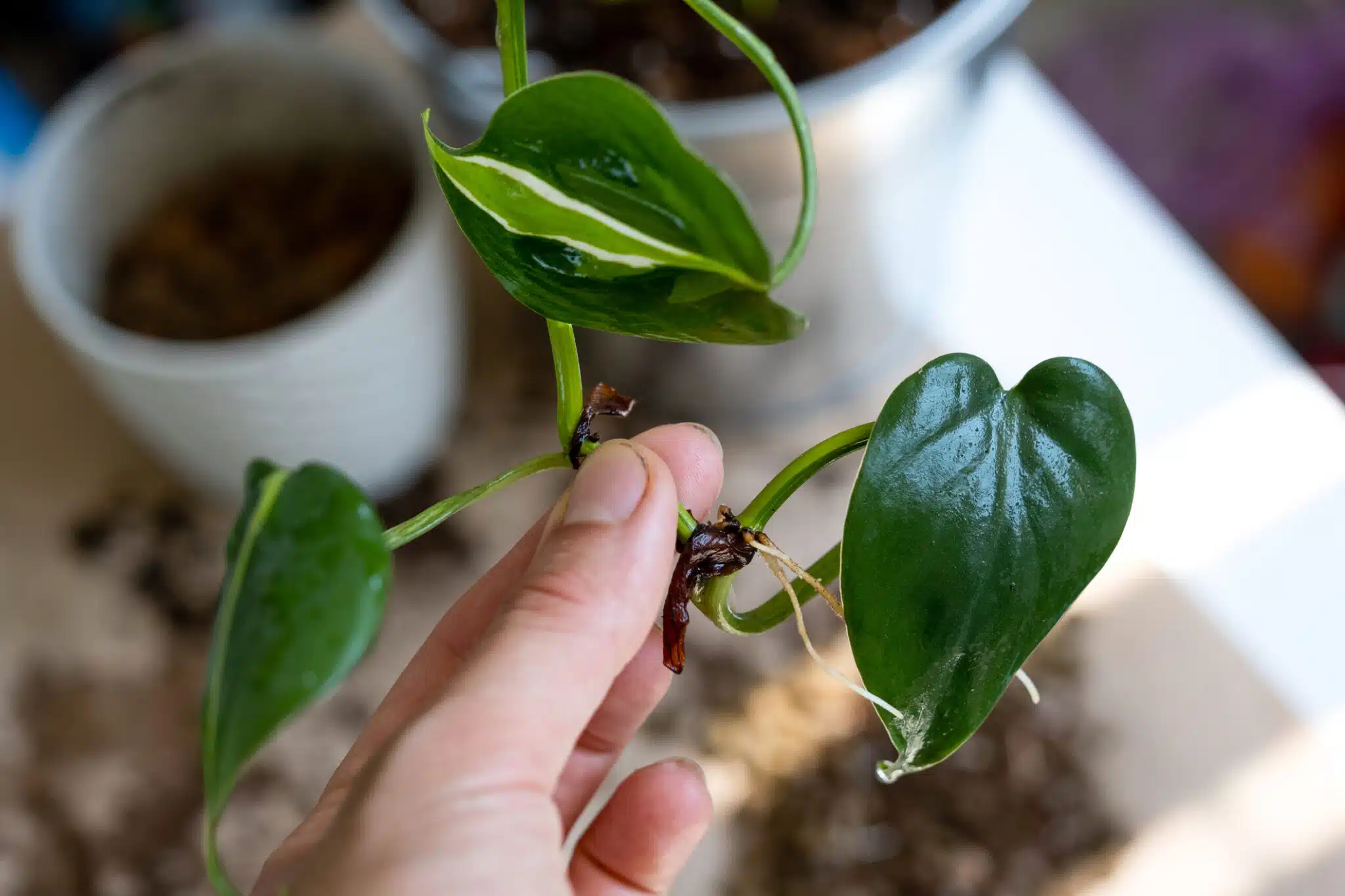 bouture bouturage multiplication plante