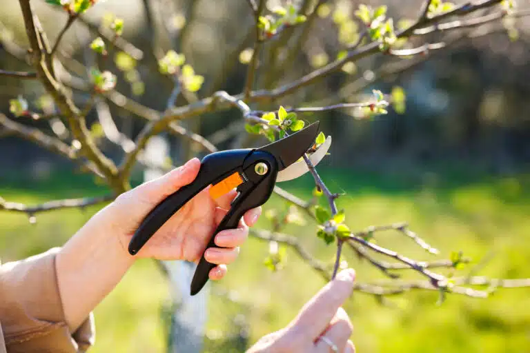 branche d&rsquo;un pommier &agrave; l&rsquo;aide d&rsquo;un s&eacute;cateur tailler taille arbre fruitier avril printemps