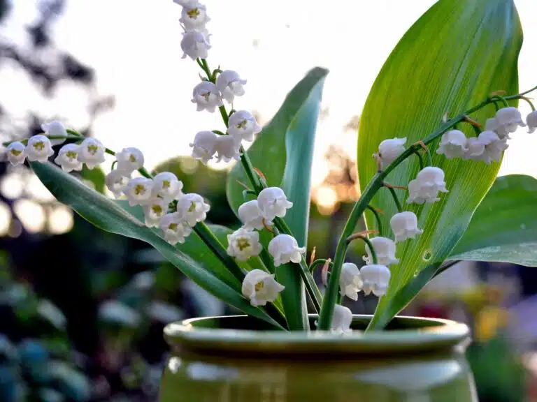 brins de muguet fleurs 1er mai f&ecirc;te du travail