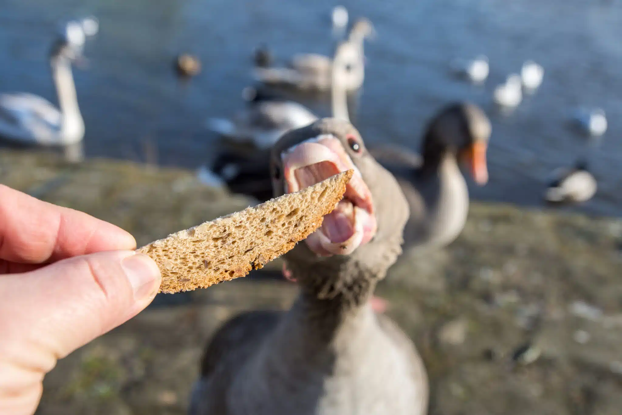 canard sauvage donner du pain aux oiseaux cygnes oies canards sant&eacute;
