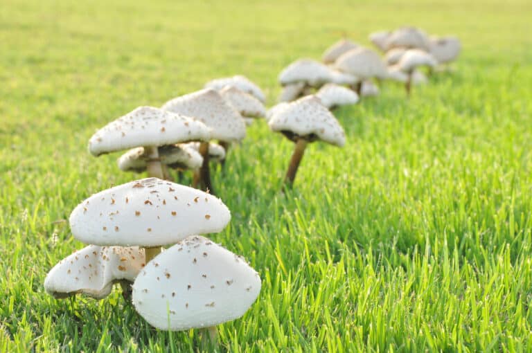 champignons sur la pelouse gazon rond de sorci&egrave;re cercle de f&eacute;e
