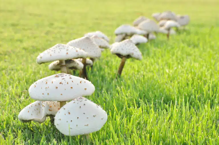 champignons sur la pelouse gazon rond de sorci&egrave;re cercle de f&eacute;e