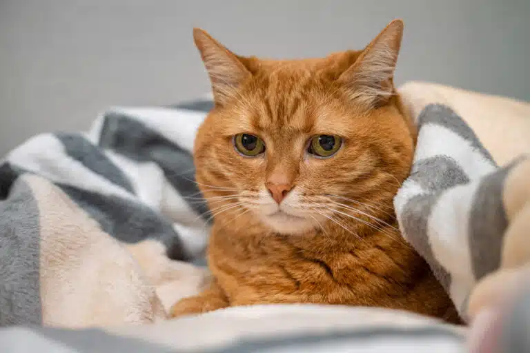 chat roux triste