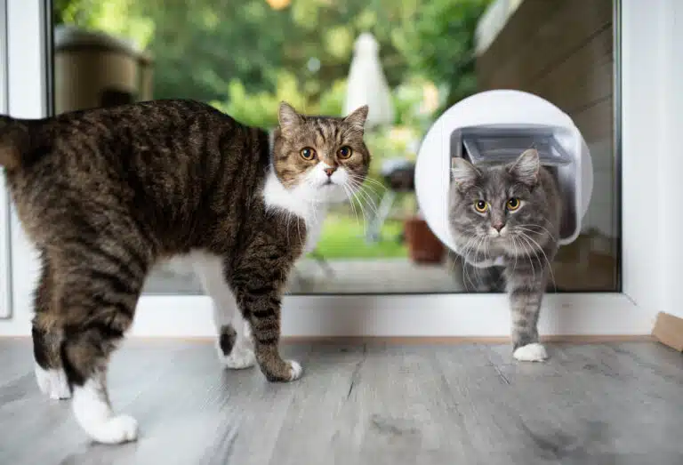 chati&egrave;re chats animaux de compagnie domestiques