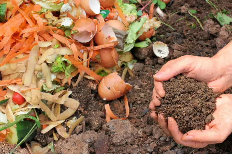 compost dans le bac de compostage