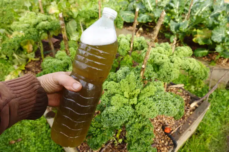 engrais fait maison &agrave; utiliser dans le potager &agrave; base d&rsquo;ortie et de consoude th&eacute; de compost