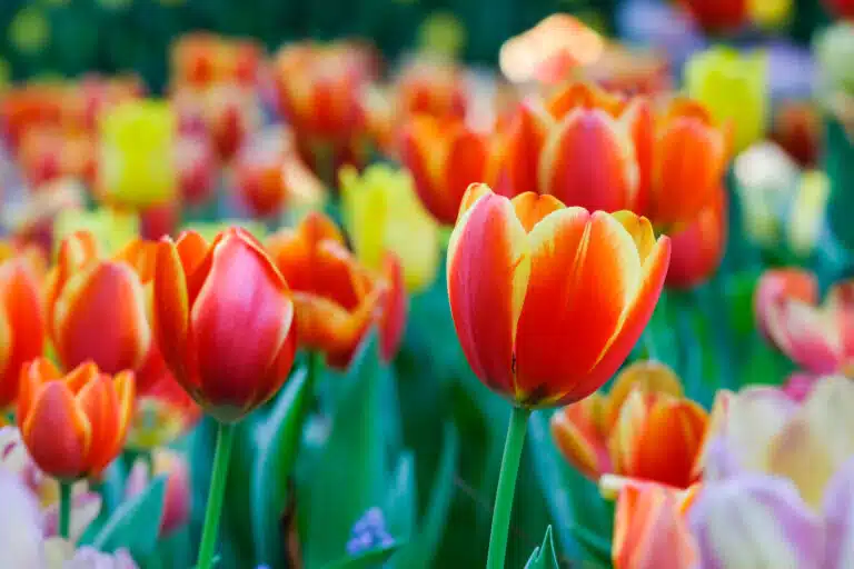 fleurs de tulipes