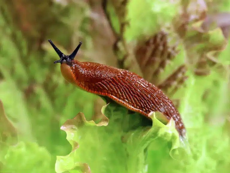 limace jardin potager invasion de limaces