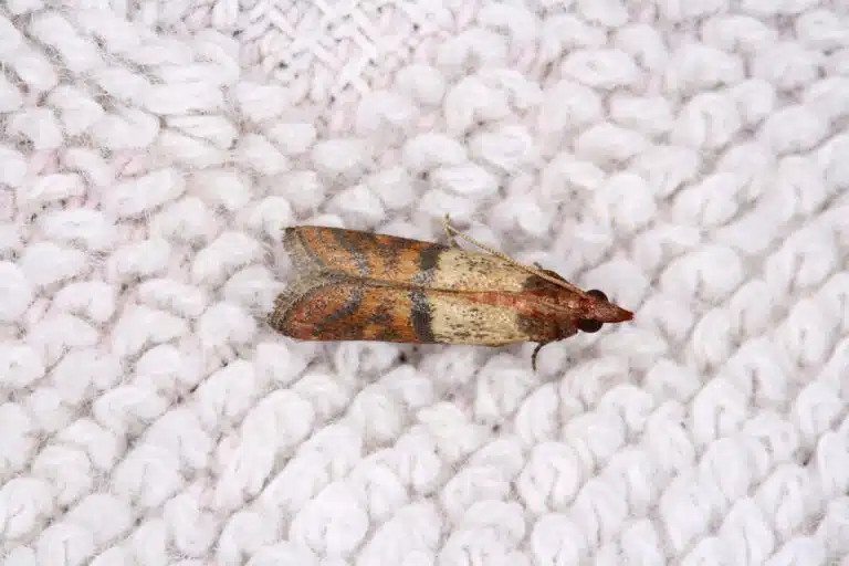 mites v&ecirc;tements textiles
