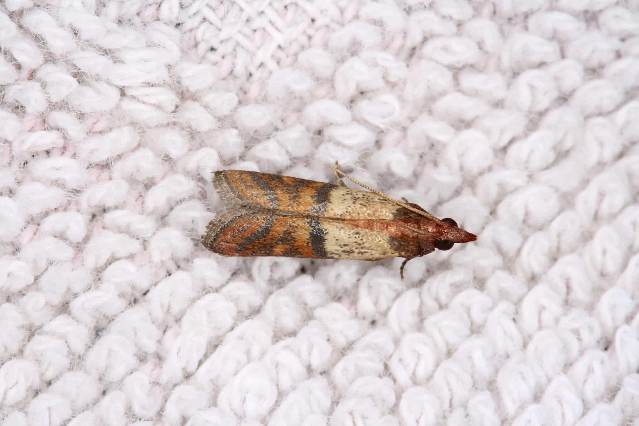 mites v&ecirc;tements textiles