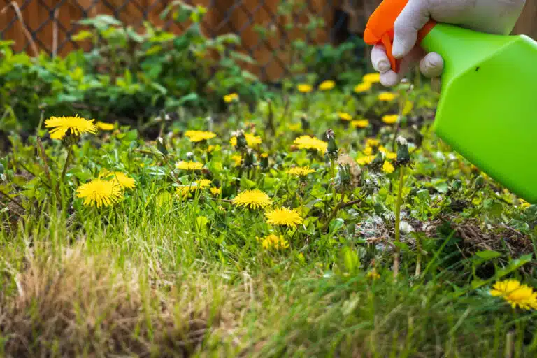pissenlits d&eacute;sherber d&eacute;sherbage mauvaises herbes adventices