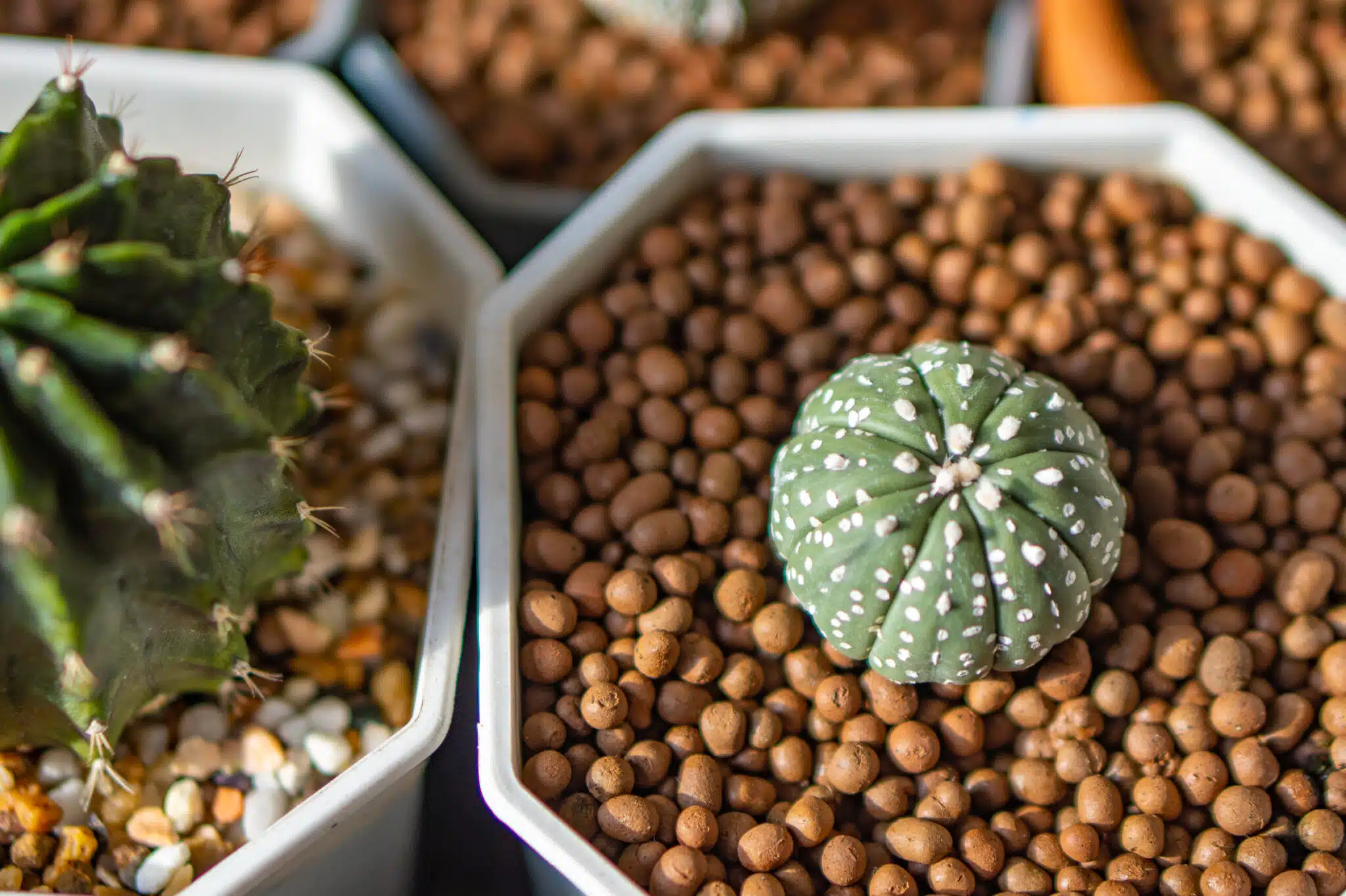 plantes succulentes billes d'argile