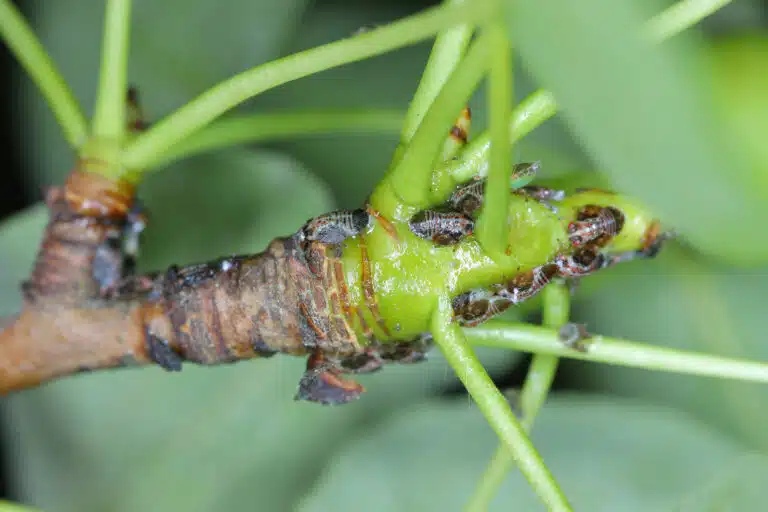 psyllidae poux des plantes sauteuses ou psylles insectes phytophages sur poirier