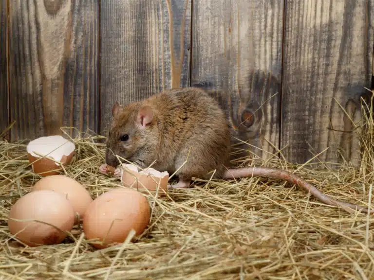 rat mange l'oeuf de poule rats dans le poulailler