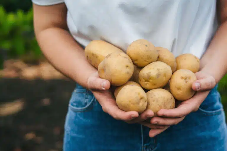 récolte de pommes de terre patates du potager