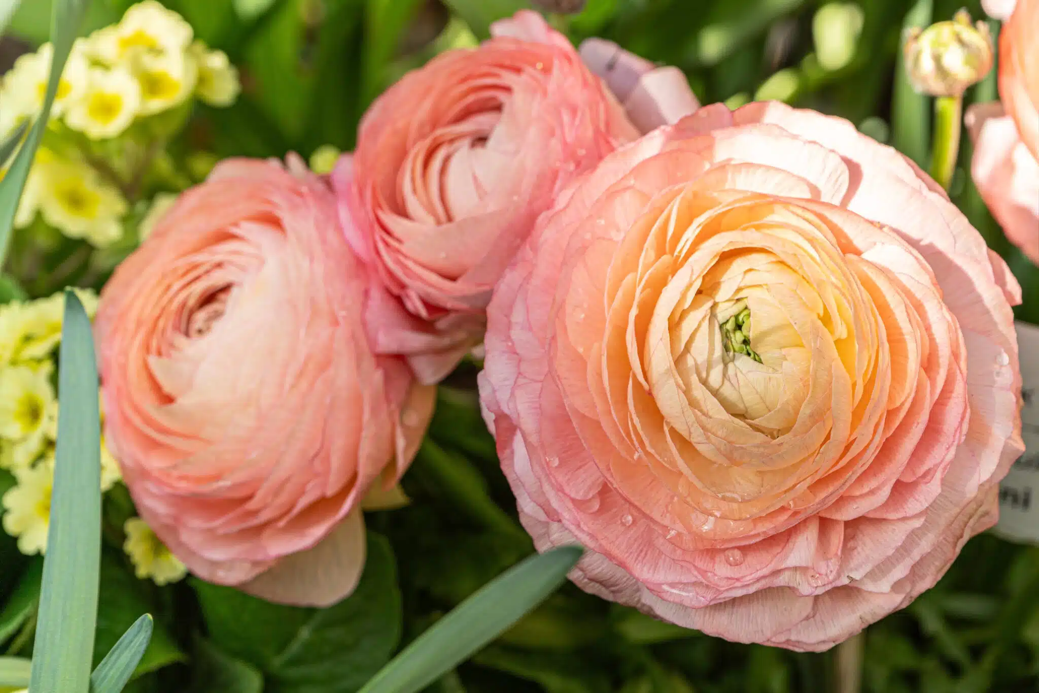 renoncule fleur potager Ranunculus asiaticus