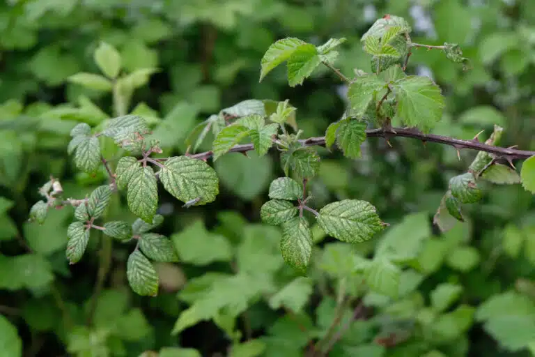 ronces du jardin