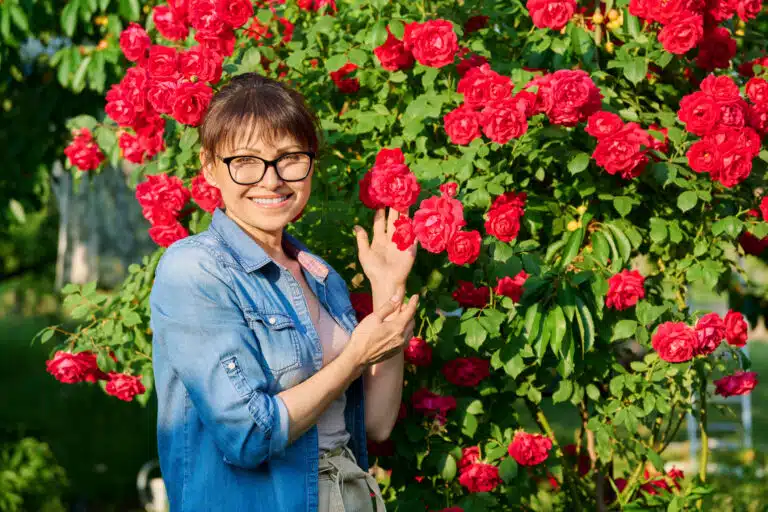 rosier du jardin roses