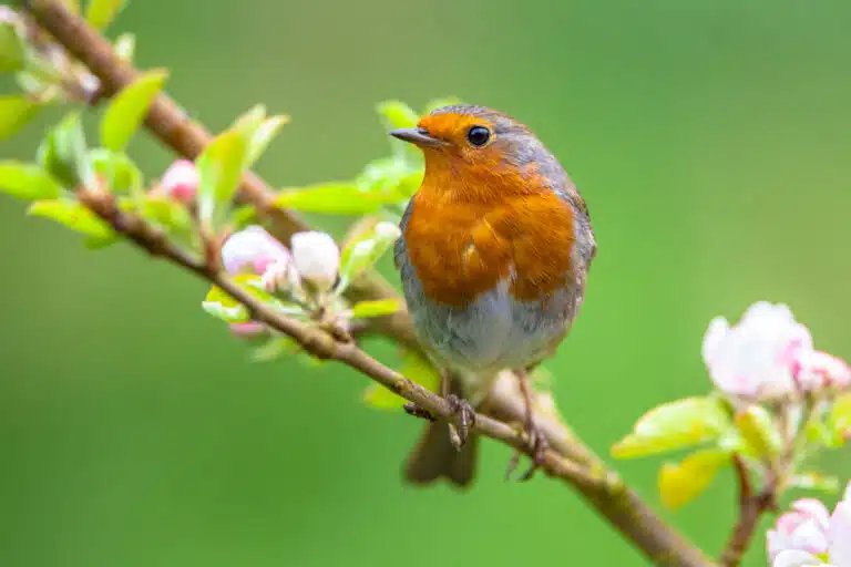 rouge-gorge (Erithacus rubecula) dans le jardin oiseau