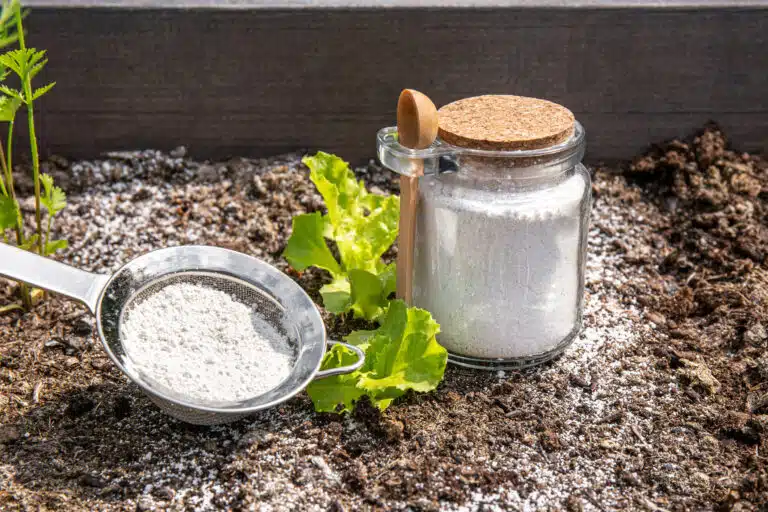 saupoudrer de terre de diatom&eacute;es poudre insectifuge organique non toxique sur la salade potager