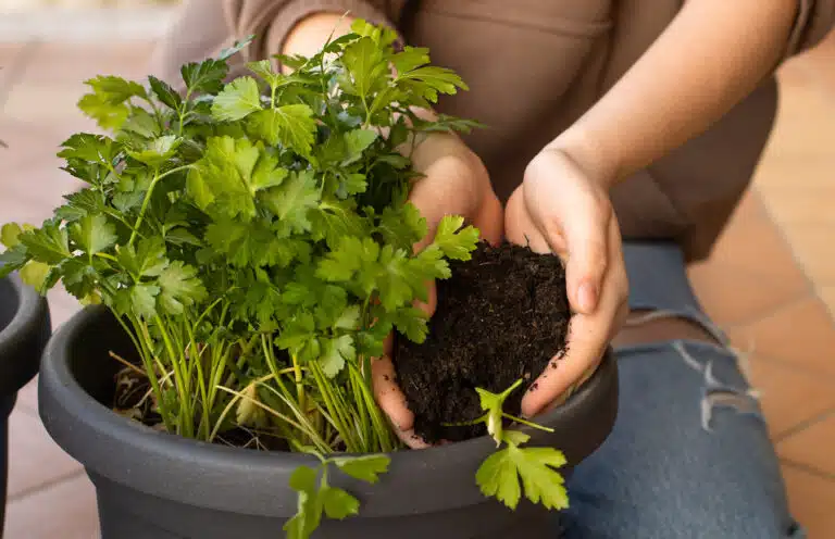 terreau pour les plants de persil en pot